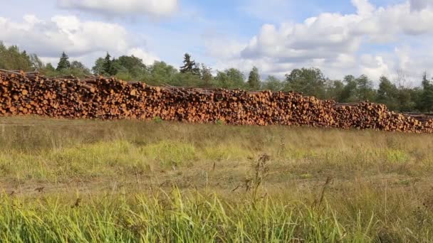 Logs no registro — Vídeo de Stock