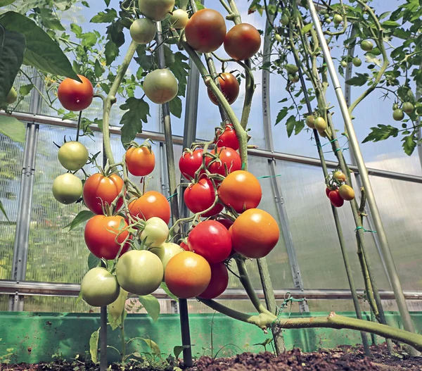 Red and green tomatoes ripening on the bush in a greenhouse — Stock Photo, Image