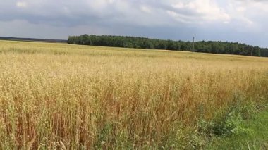 Olgun buğday kulaklar