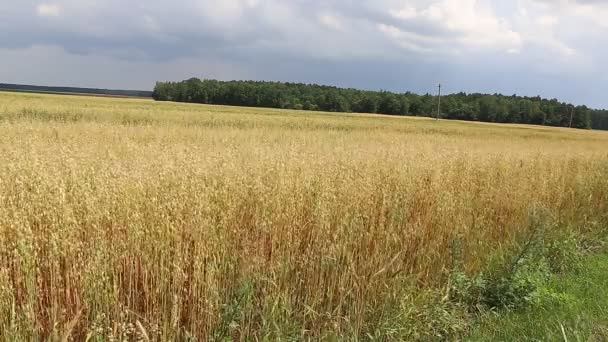 Mature wheat ears — Stock Video