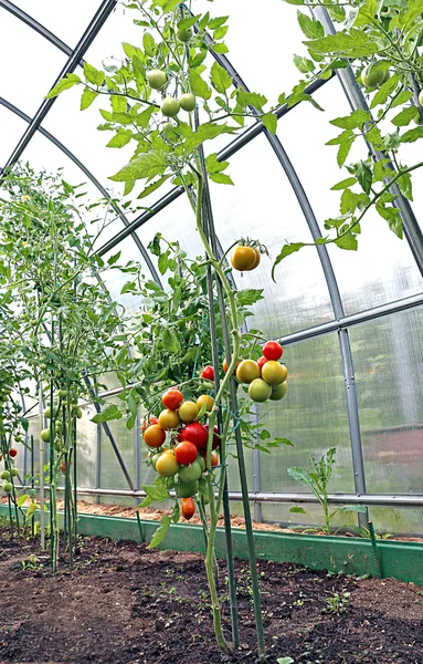 Rote und grüne Tomaten reifen am Strauch in einem Gewächshaus — Stockfoto