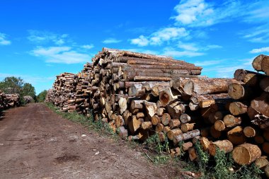 Logs in the logging