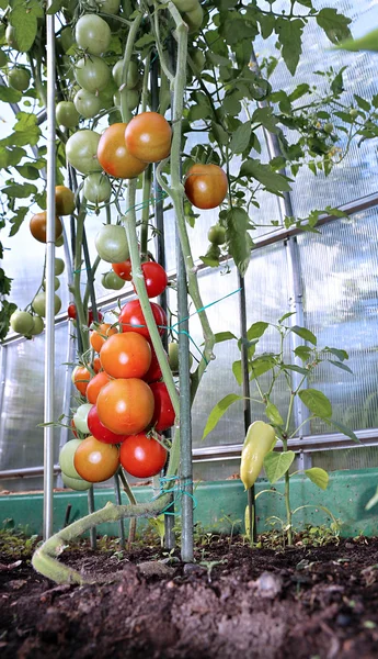 Röda och gröna tomater mognar på bush i ett växthus av t — Stockfoto