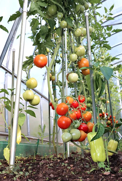 Червоні і зелені помідори, що дозрівають на кущі в теплиці з т — стокове фото