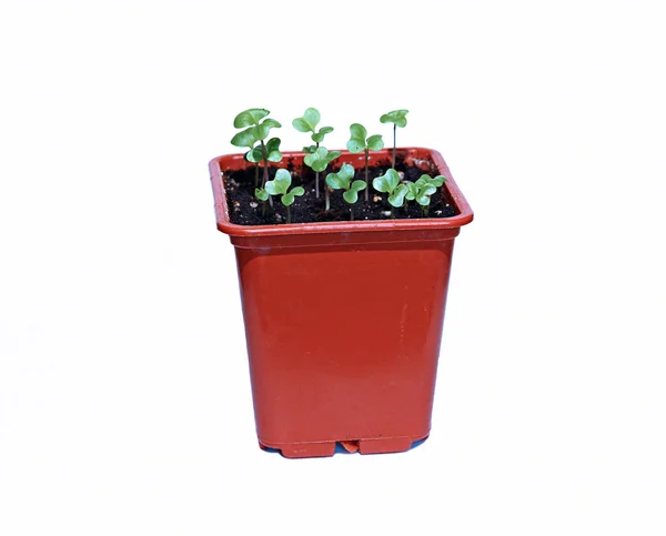 Cabbage plant in a pot isolated — Stok fotoğraf