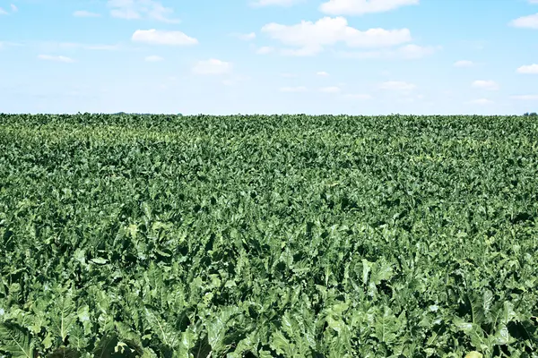 Campo de remolacha azucarera — Foto de Stock