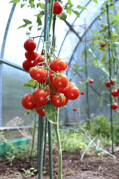 Rote Tomaten reifen am Strauch in einem Gewächshaus — Stockfoto