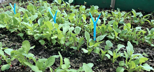 Jonge radijs zaailingen in de tuin — Stockfoto