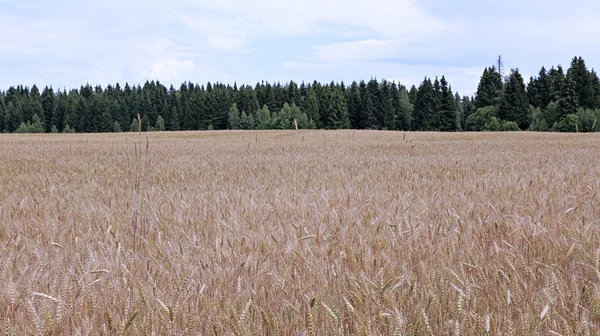 Mature wheat ears — Stock Photo, Image