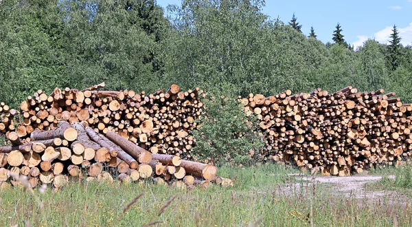 Protokolle in der Abholzung — Stockfoto