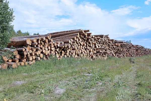 Logs in the logging — Stock Photo, Image