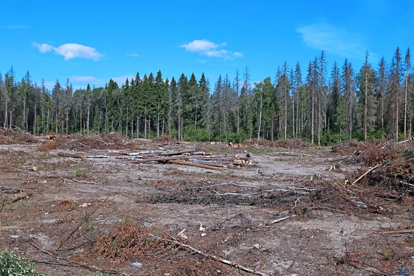 Leśnej polanie po ścięciu drzewa — Zdjęcie stockowe