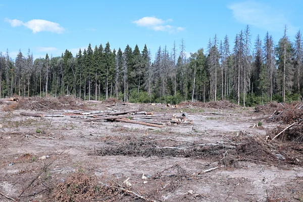 Leśnej polanie po ścięciu drzewa — Zdjęcie stockowe