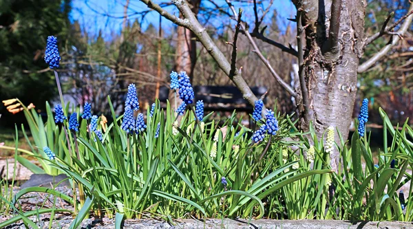 Flores de muscari azul em um dia ensolarado — Fotografia de Stock