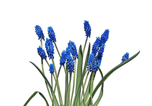 Blå muscari blommor isolerade — Stockfoto