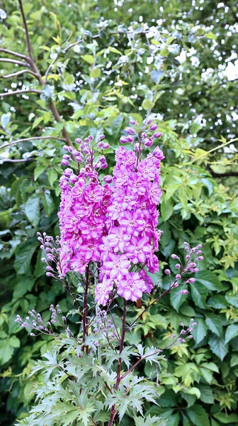 High inflorescence of pink delphinium flowers — Stock Photo, Image