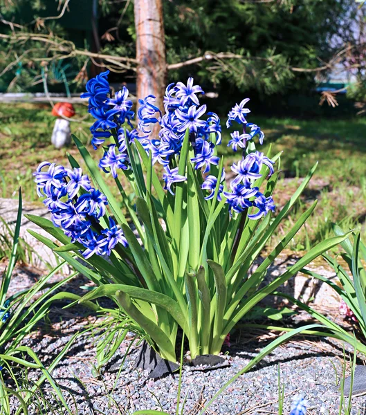 La jacinthe bleue fleurit par une journée ensoleillée — Photo