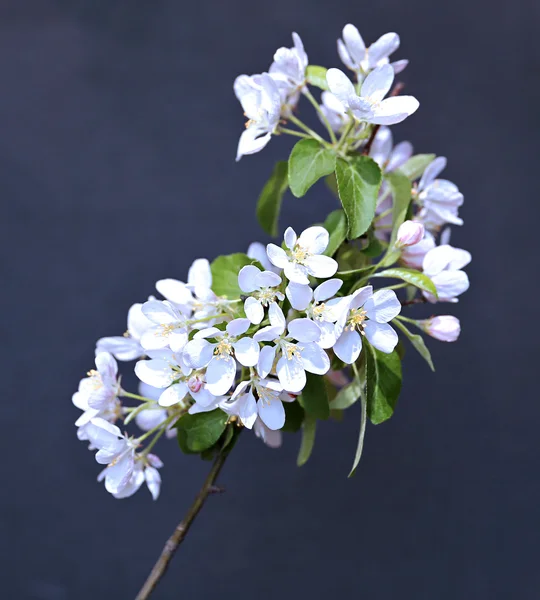 Rama floreciente de manzana a principios de primavera —  Fotos de Stock