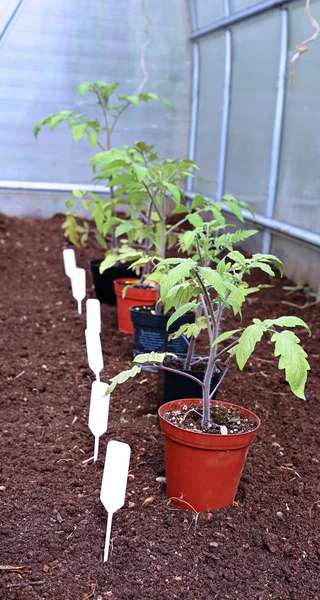 Tomatensetzlinge im Gewächshaus — Stockfoto