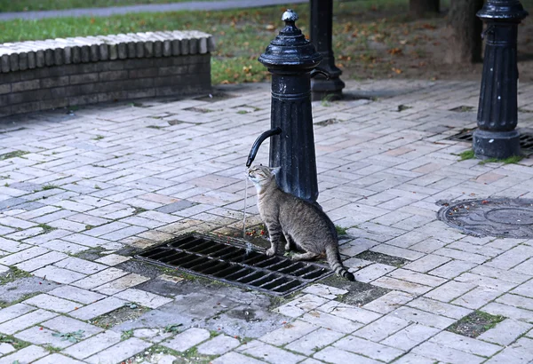 Кошка пьет воду из колонки — стоковое фото