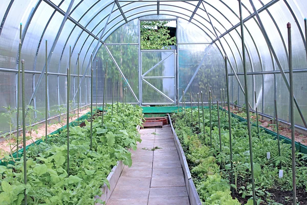 Gemüse in Gewächshäusern anbauen — Stockfoto
