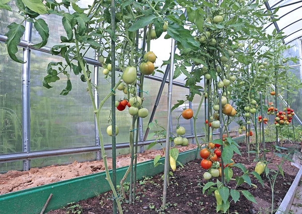 Tomates vermelhos e verdes amadurecendo no mato em uma estufa — Fotografia de Stock