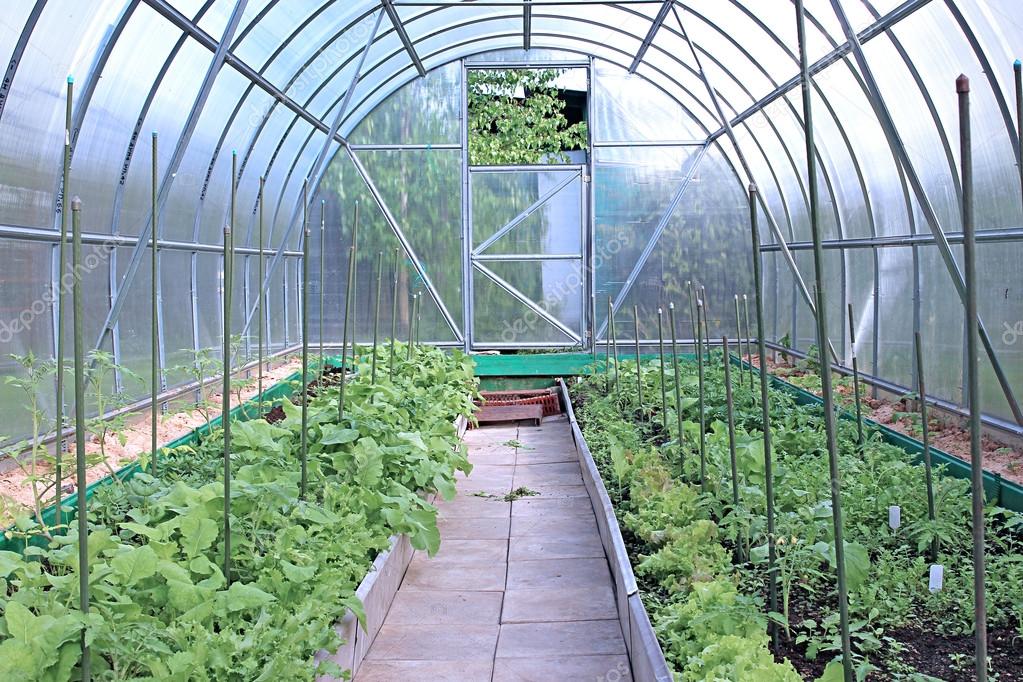 Growing vegetables in greenhouses Stock Photo by ©Kingan77 64640479