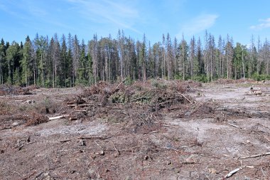 Orman glade ağaçlarının felling sonra