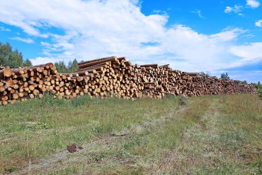 Logs in the logging