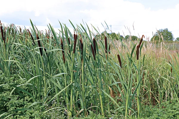 Overgrown with reeds swamp — Stock Photo, Image