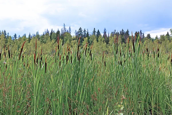 Overgrown with reeds swamp — Stock Photo, Image