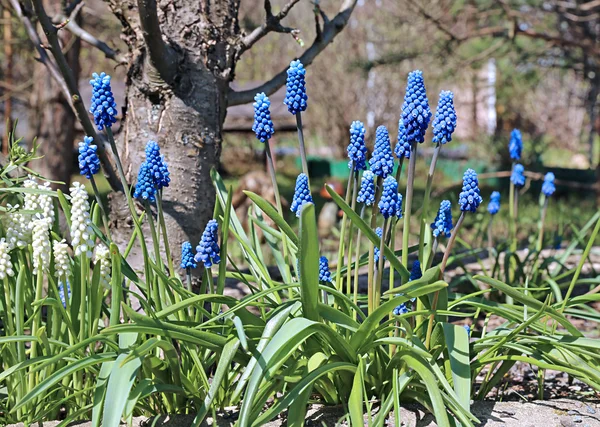 Blauwe muscari bloemen op een zonnige dag — Stockfoto