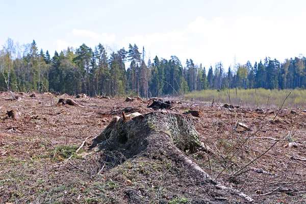 Desfiladero del bosque después de la tala de árboles — Foto de Stock