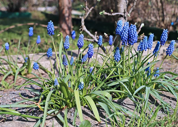 Blauwe muscari bloemen op een zonnige dag — Stockfoto