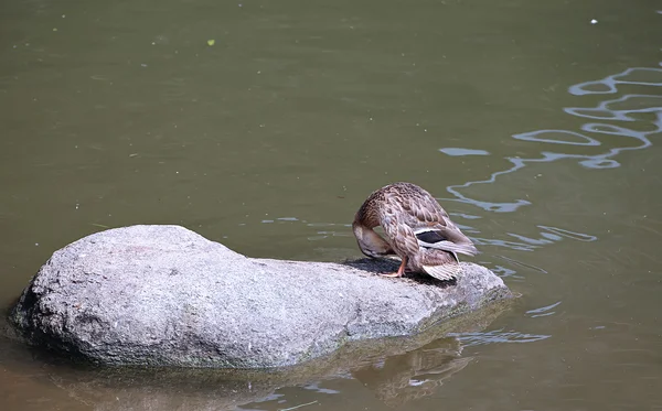 Duck cleans feathers — Stock Photo, Image