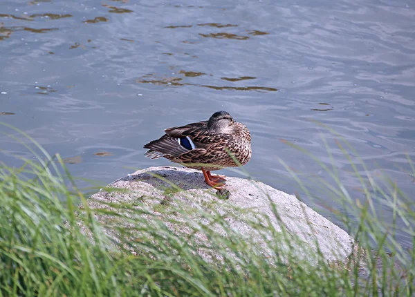 Kachna sedí na skále v rybníku — Stock fotografie