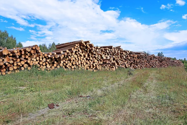 Logs in the logging — Stok fotoğraf