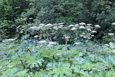 Çalılıkları, çiçekli bitkiler hogweed