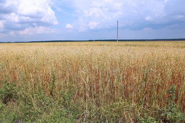 Alan kulaklara olgun yulaf