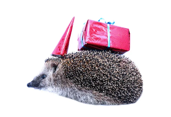 Piccolo riccio di foresta in un cappello festivo e con un dono isolato — Foto Stock