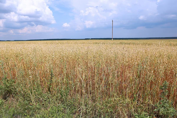 Mature oats ears on the field — Stock Photo, Image