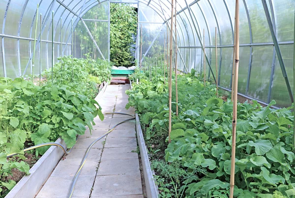 温室の成長する野菜 — ストック写真
