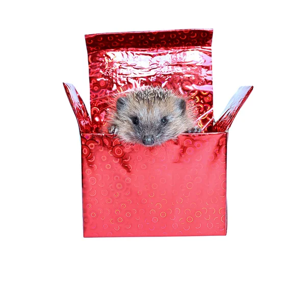 Little Hedgehog, getting out of a gift box — Stock Photo, Image