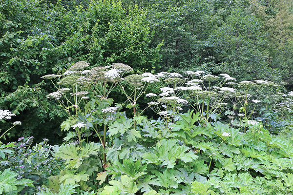 Thickets of flowering plants hogweed