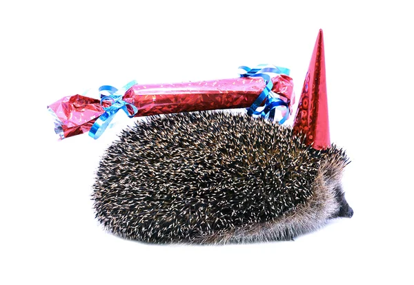 Little forest hedgehog in a festive hat and with a gift isolated — Stock Photo, Image