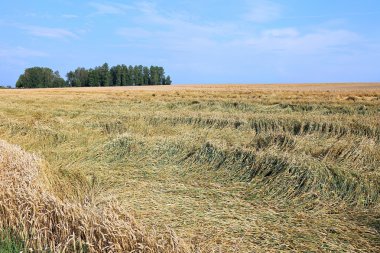 Olgun buğday kulaklar