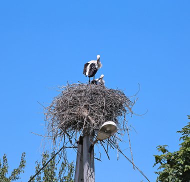 Leylek yuvada bir ayağı üzerinde çifti