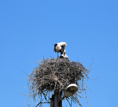 Leylek yuvada bir ayağı üzerinde çifti