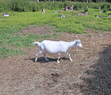 Beyaz boynuzlu keçi çiftliği
