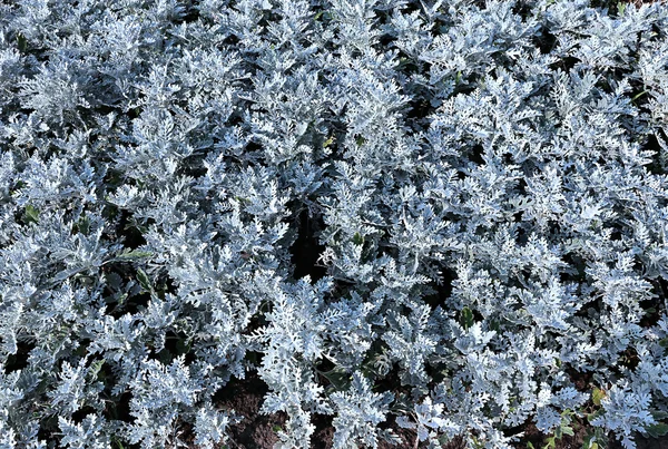 背景是从植物瓜叶菊海滨 — 图库照片